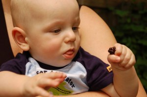 Hank's first blackberry harvest