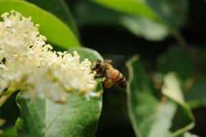 A bee gathering pollen