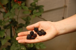 The blackberries Hank picked