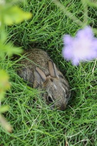 we saw this baby bunny at Grandpa and Grandma's house