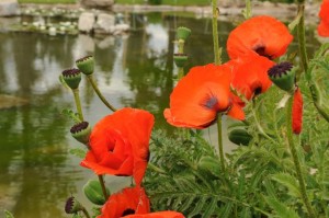 poppies in Cloudcroft